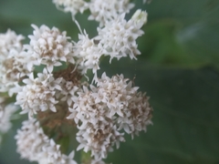 Ageratina altissima
