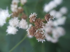 Ageratina altissima