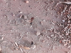 Pheidole