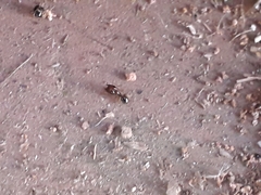Pheidole