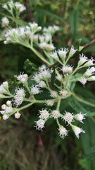 Eupatorium perfoliatum