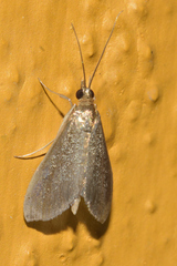 Pyrausta demantrialis