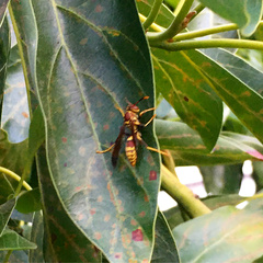 Polistes exclamans
