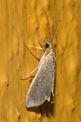Pyrausta demantrialis