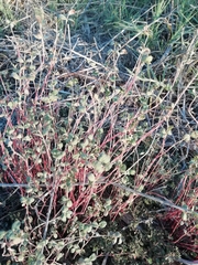Helichrysum petiolare