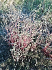 Helichrysum petiolare