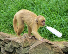 Blond Capuchin photo 4