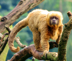Blond Capuchin photo 5