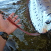 Russell's Oarfish - Photo (c) Ginni Callahan, some rights reserved (CC BY-NC), uploaded by Ginni Callahan