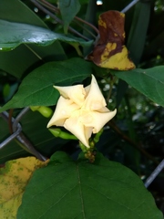 Mandevilla subsagittata