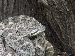 Crotalus mitchellii