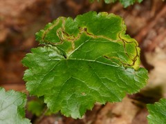 Phytomyza tigris