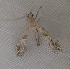 Lineodes