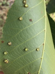 Caryomyia levicrustum