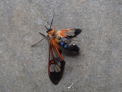 Cosmosoma cingulatum