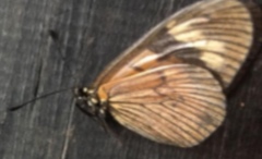 Actinote pellenea equatoria