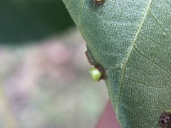 Caryomyia levicrustum