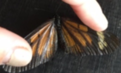 Actinote pellenea equatoria