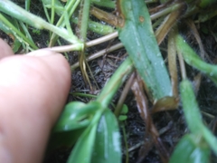 Digitaria sanguinalis