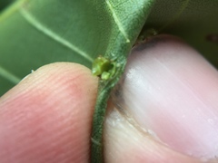 Caryomyia levicrustum