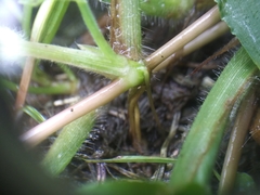 Digitaria sanguinalis