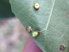 Caryomyia levicrustum