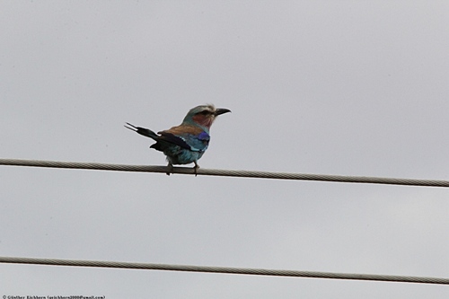 Lilac-throated Roller