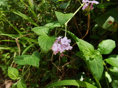Lantana balansae