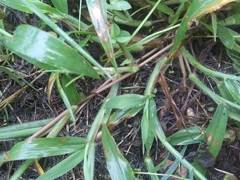 Digitaria sanguinalis