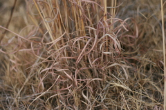 Hyparrhenia filipendula