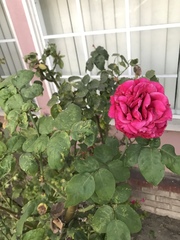Rosa