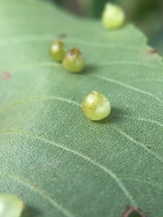 Caryomyia leviglobus