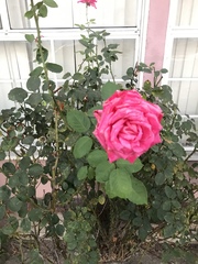 Rosa
