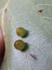 Caryomyia leviglobus