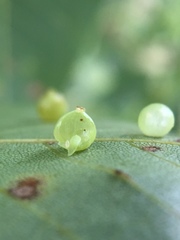 Caryomyia leviglobus