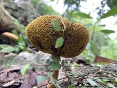 Xerocomus coccolobae