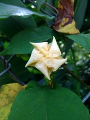 Mandevilla subsagittata