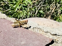 Melanoplus differentialis