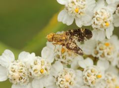Oxyna flavipennis