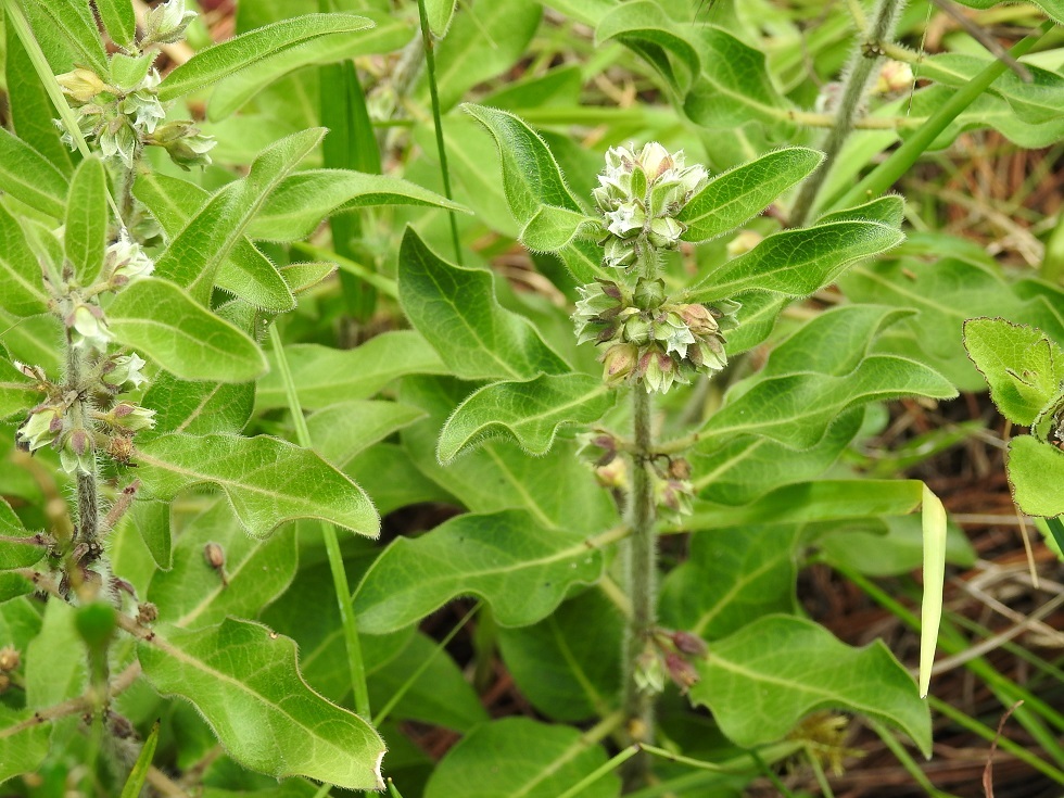 Pherotrichis