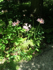 Lycoris squamigera