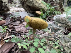 Xerocomus coccolobae