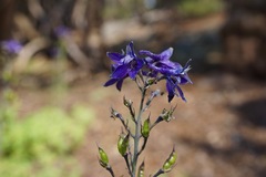 Delphinium polycladon