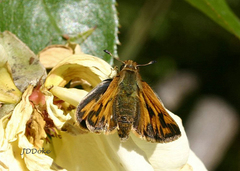 Hylephila ancora