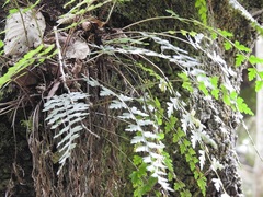Asplenium praemorsum