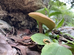 Xerocomus coccolobae