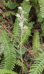 Cephalanthera austiniae
