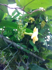 Mandevilla subsagittata