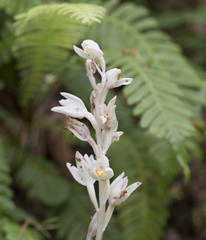Cephalanthera austiniae