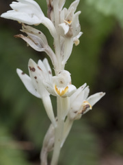 Cephalanthera austiniae